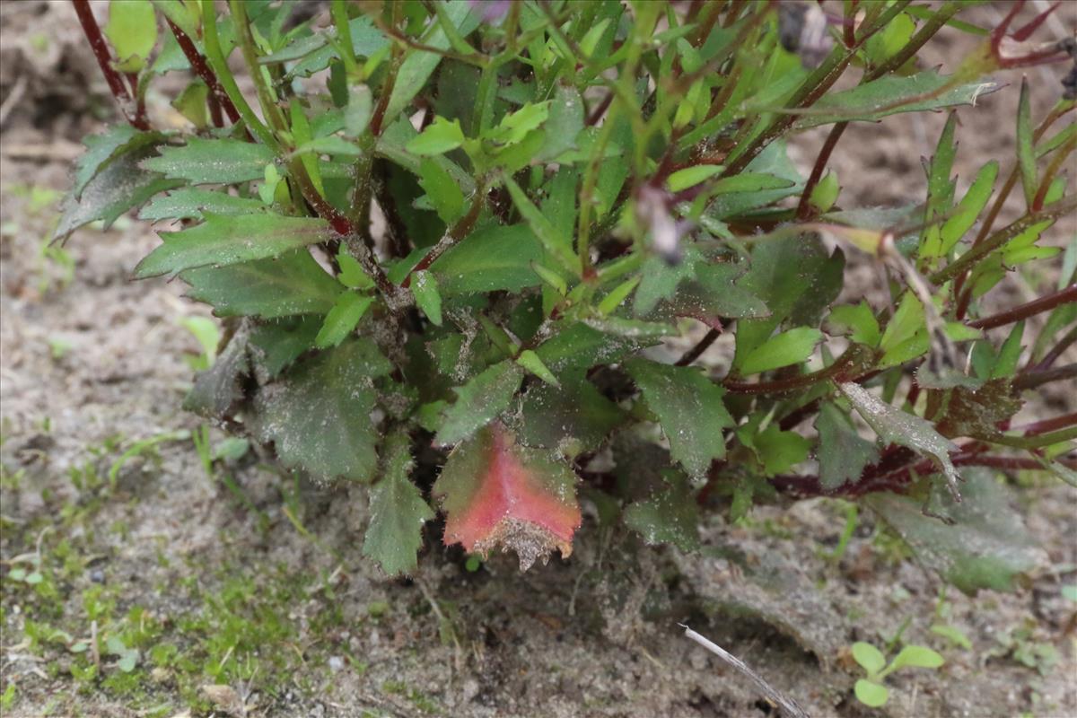 Lobelia erinus (door Willem Braam)