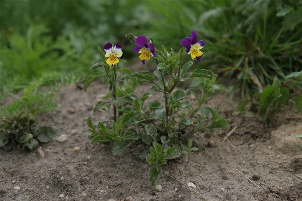 Viola x wittrockiana (door Willem Braam)