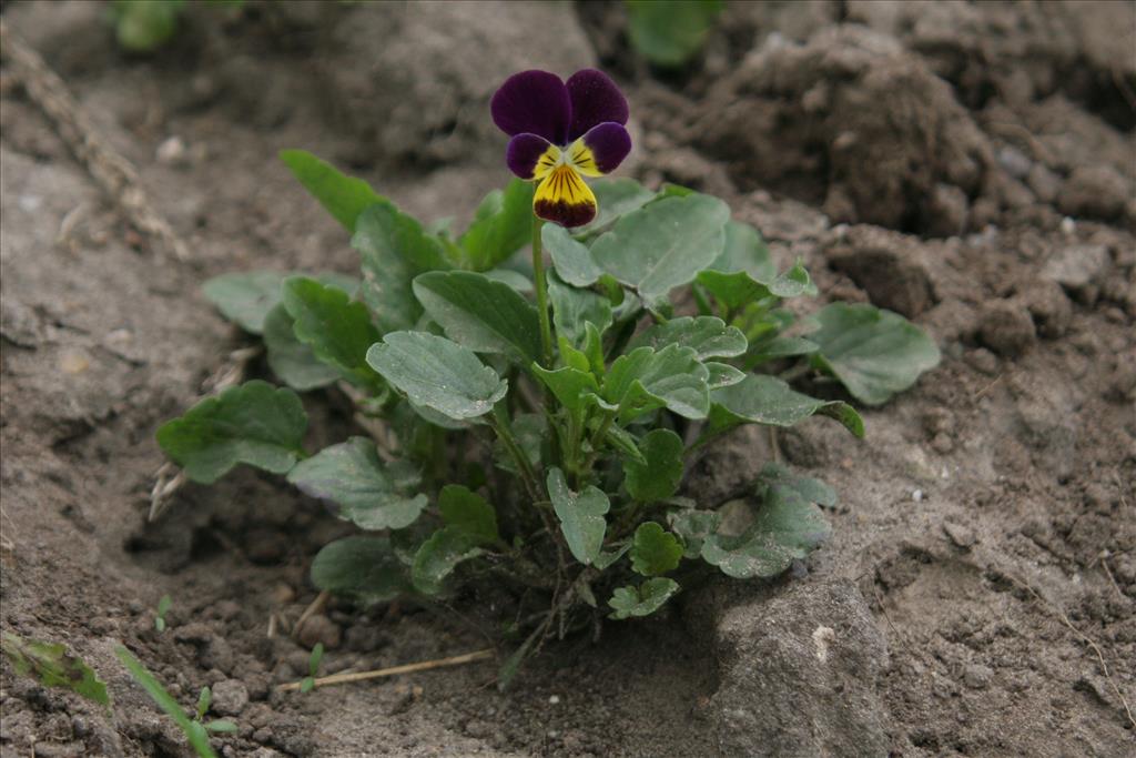 Viola x wittrockiana (door Willem Braam)