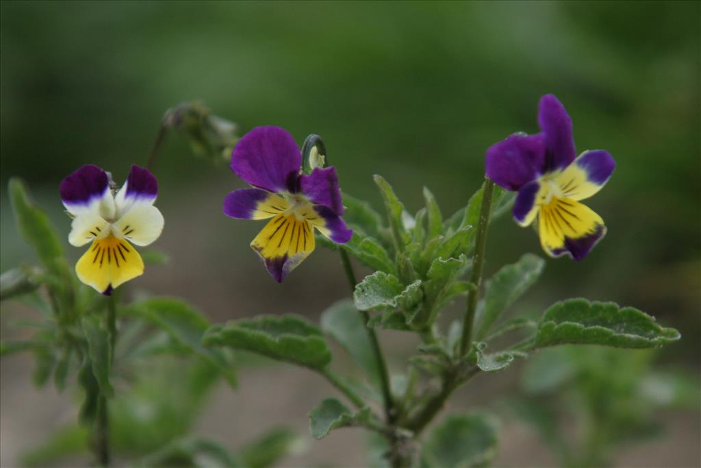 Viola x wittrockiana (door Willem Braam)