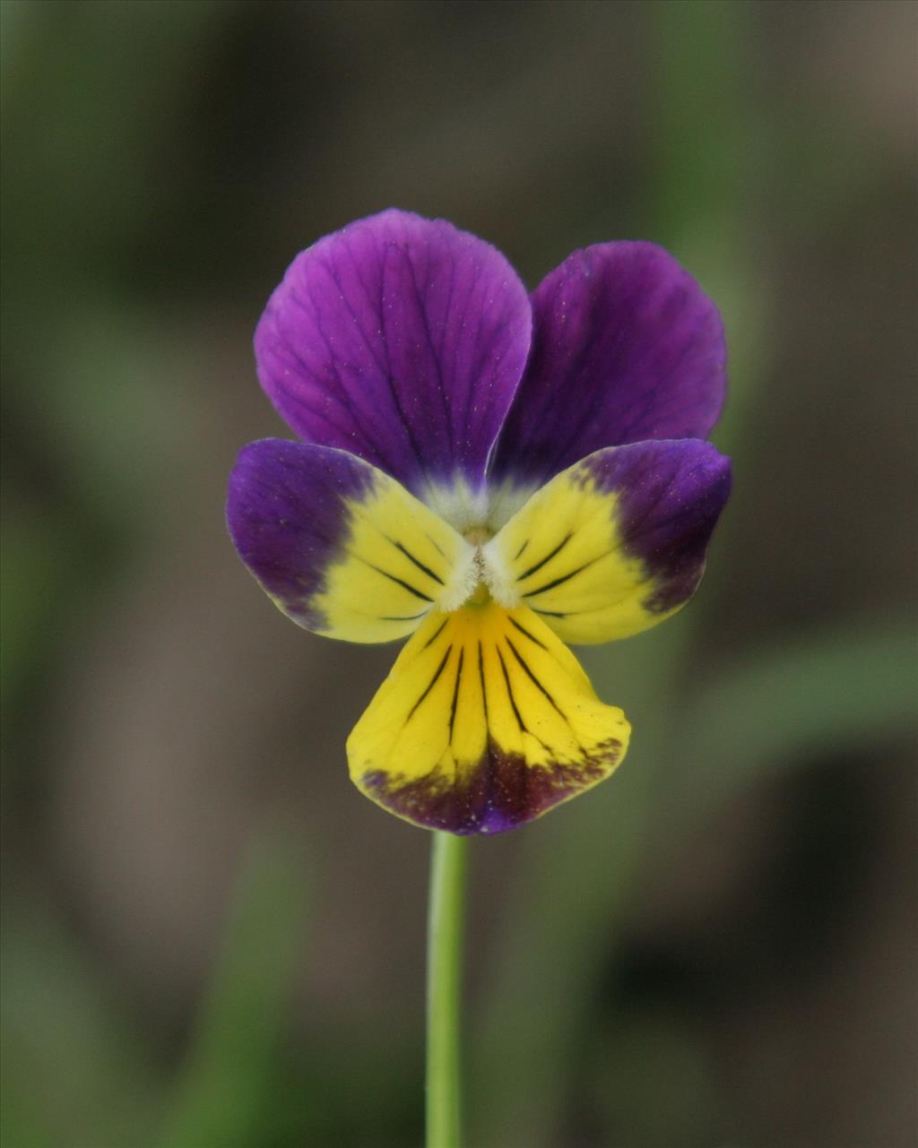 Viola x wittrockiana (door Willem Braam)