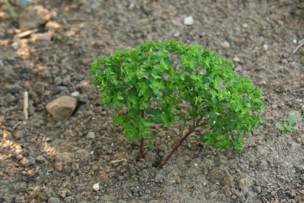 Euphorbia peplus (door Willem Braam)