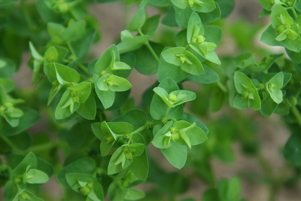 Euphorbia peplus (door Willem Braam)