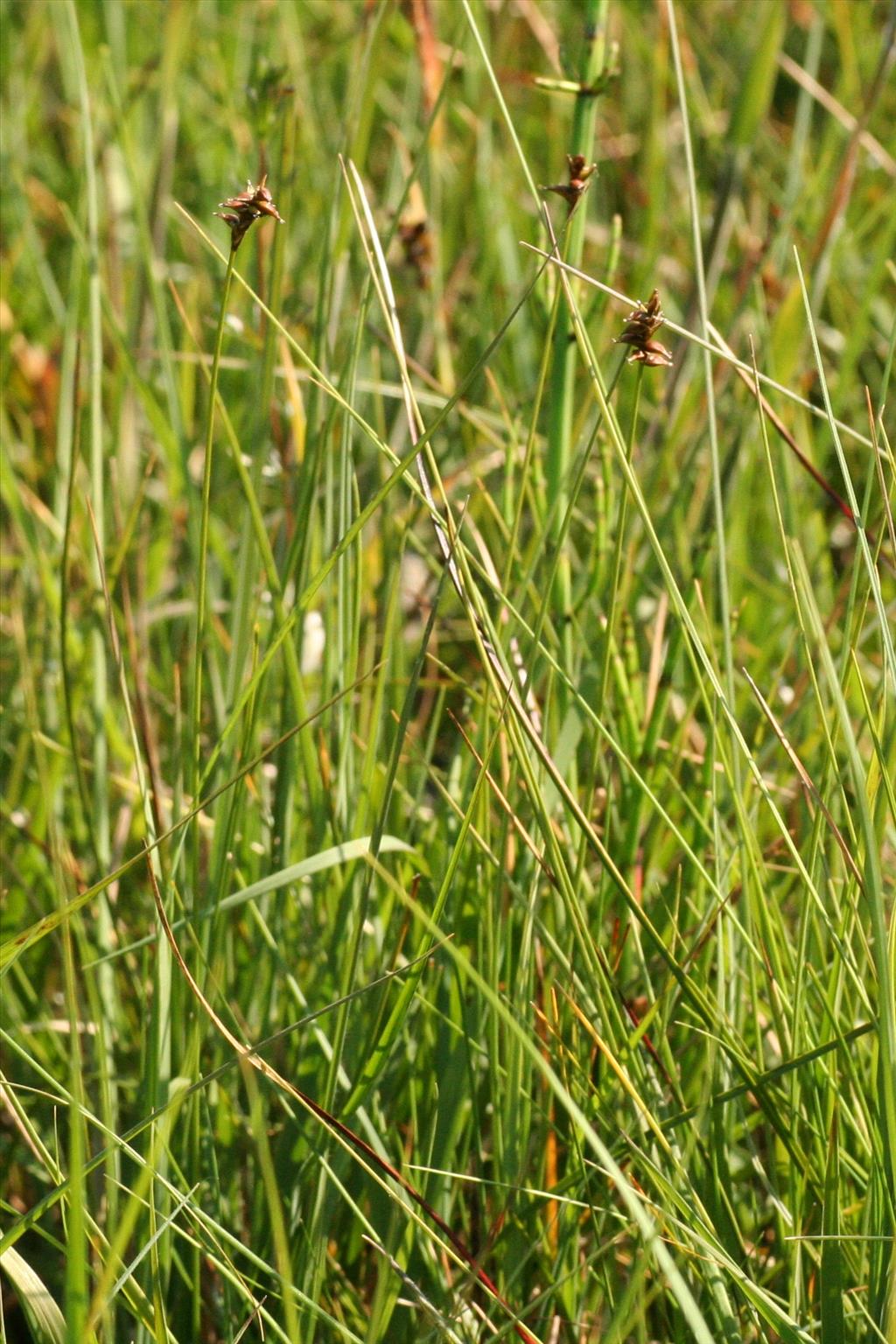 Carex dioica (door Willem Braam)