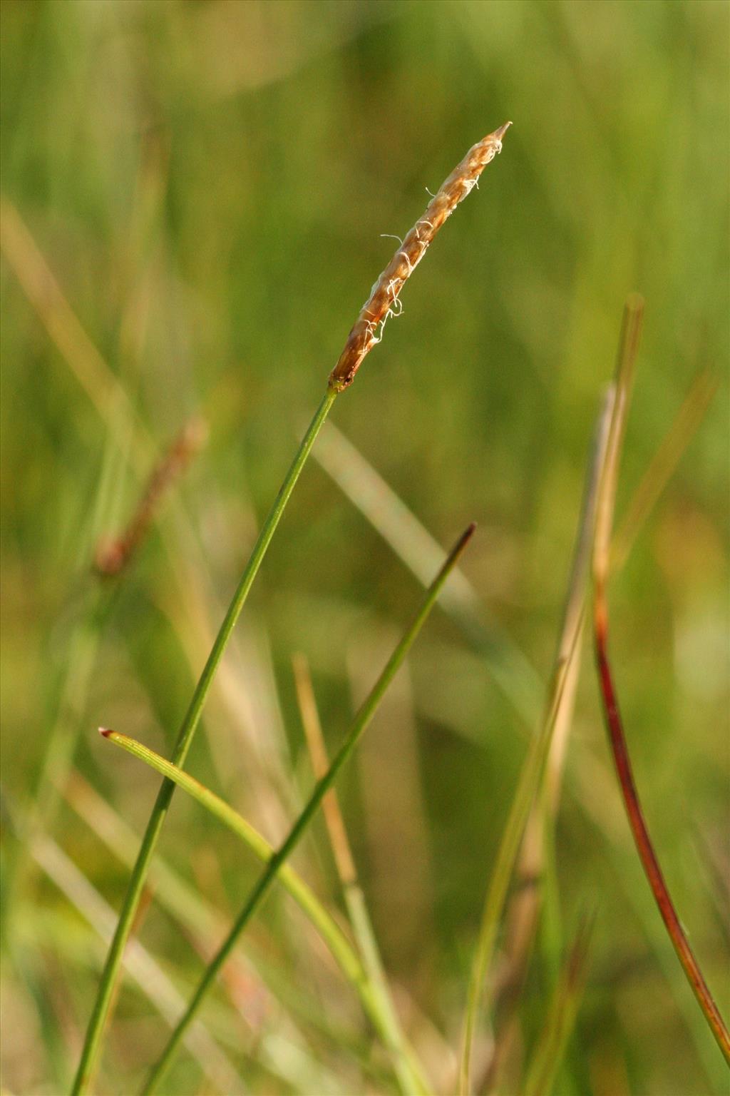 Carex dioica (door Willem Braam)