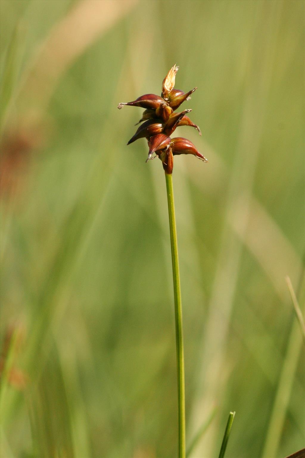 Carex dioica (door Willem Braam)