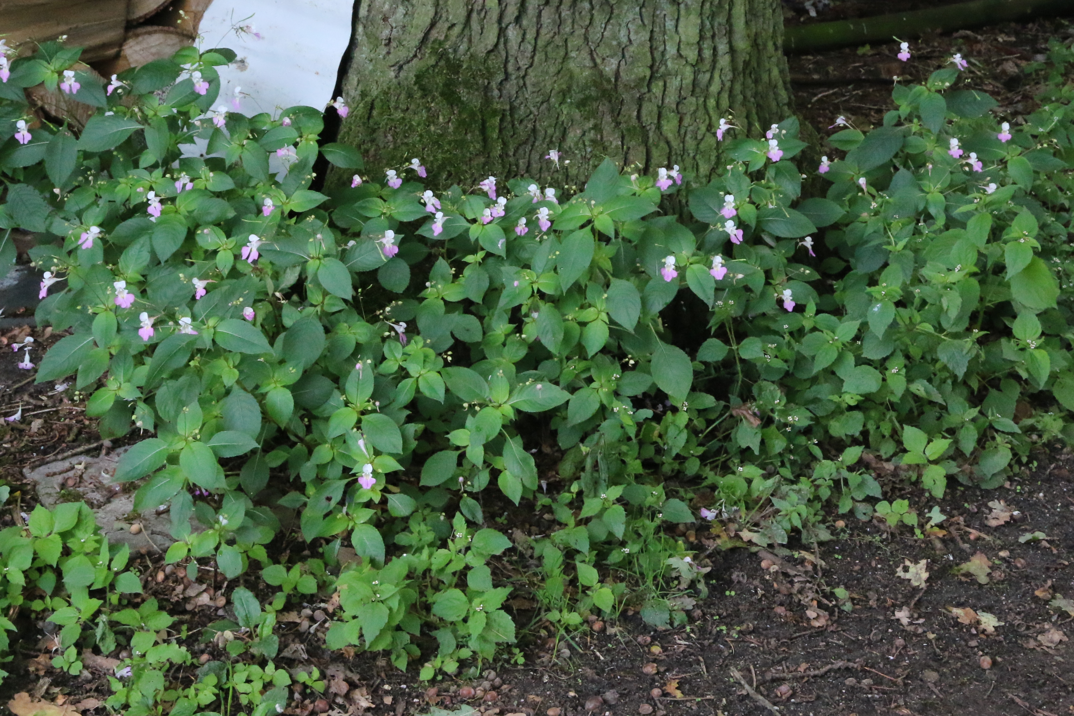 Impatiens balfourii (door Willem Braam)