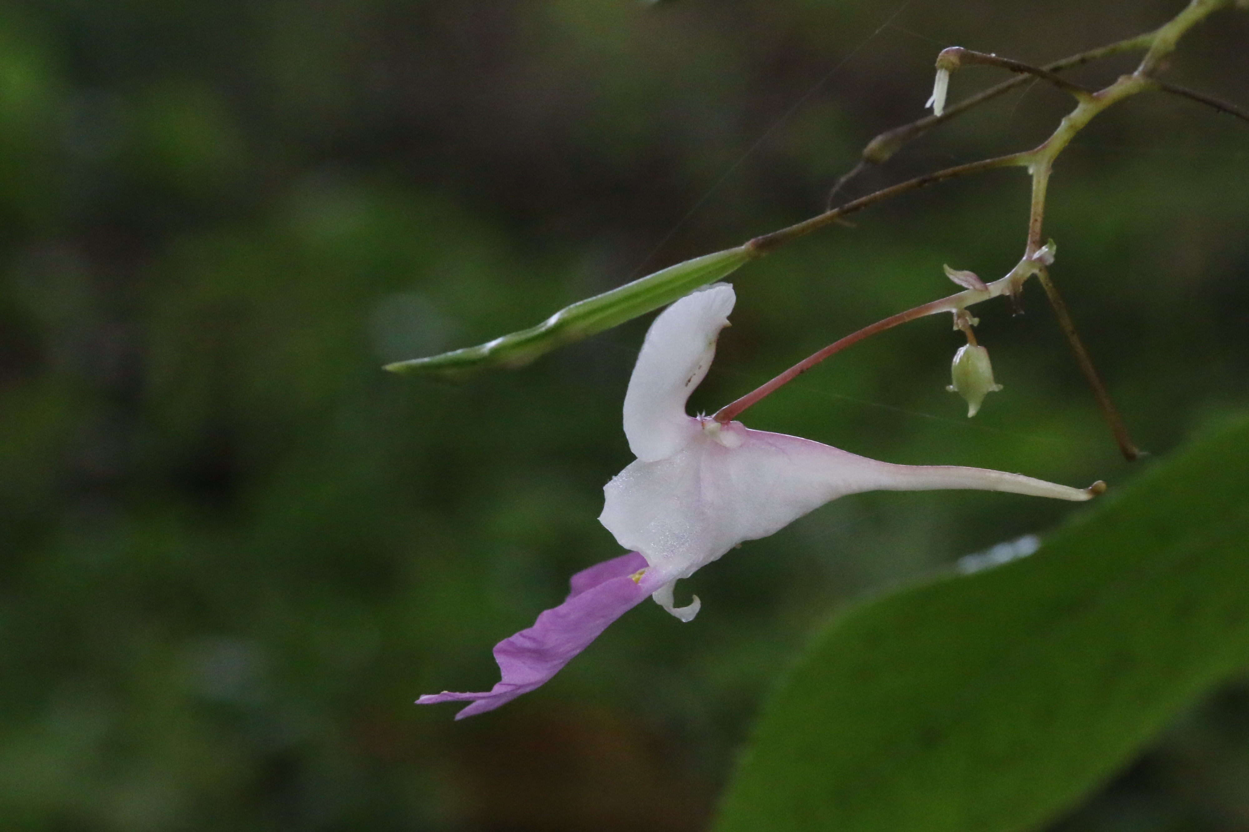 Impatiens balfourii (door Willem Braam)