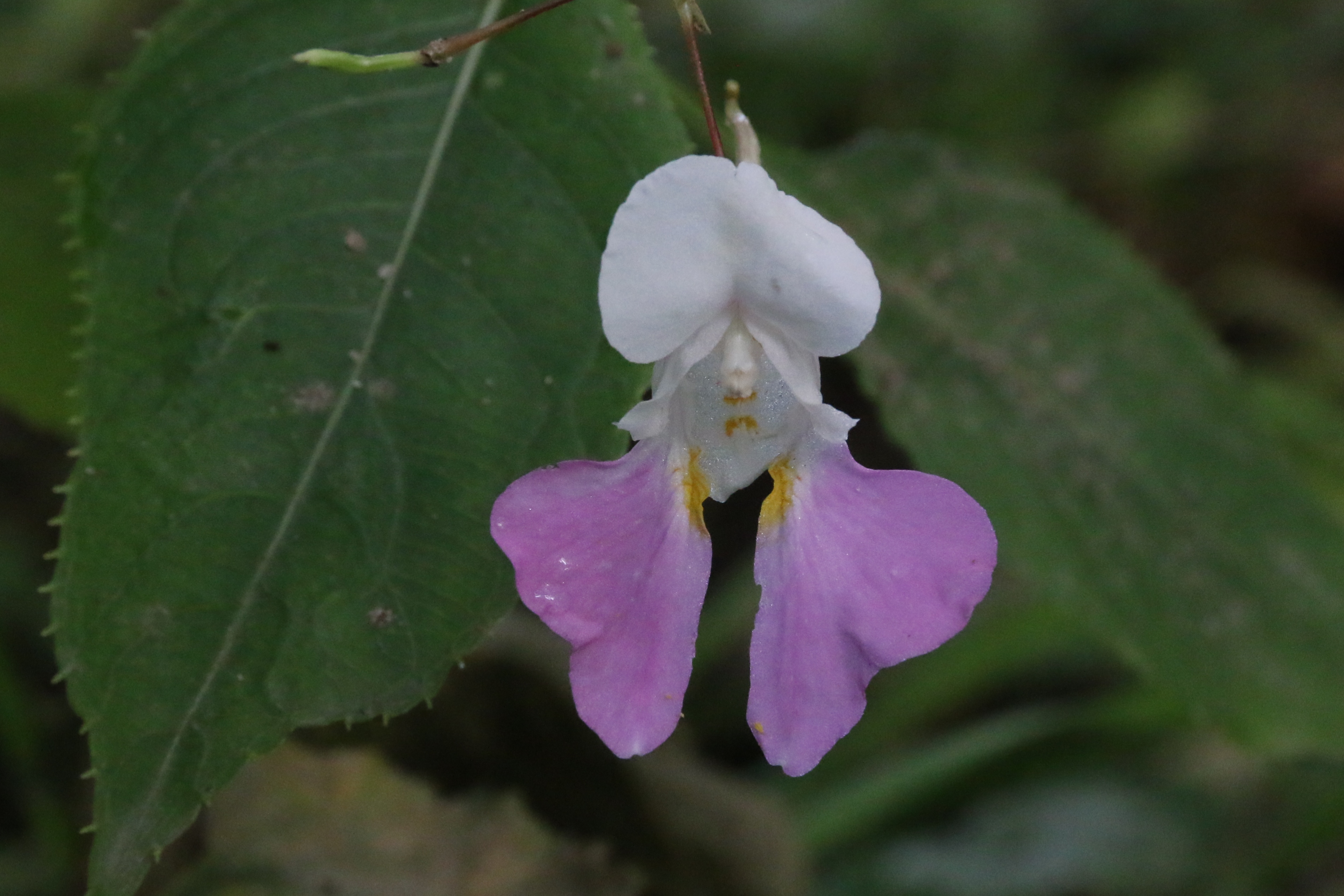 Impatiens balfourii (door Willem Braam)