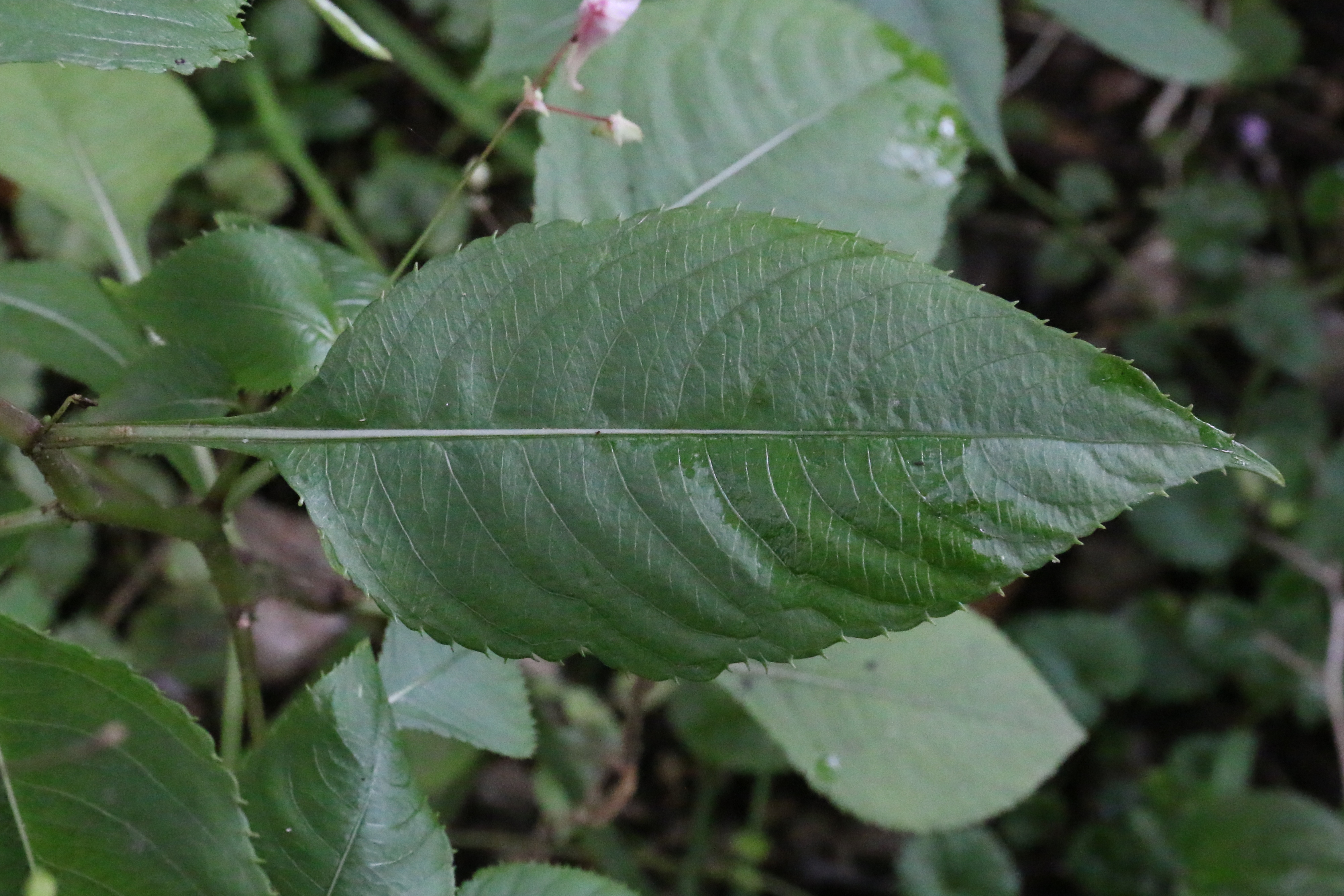 Impatiens balfourii (door Willem Braam)