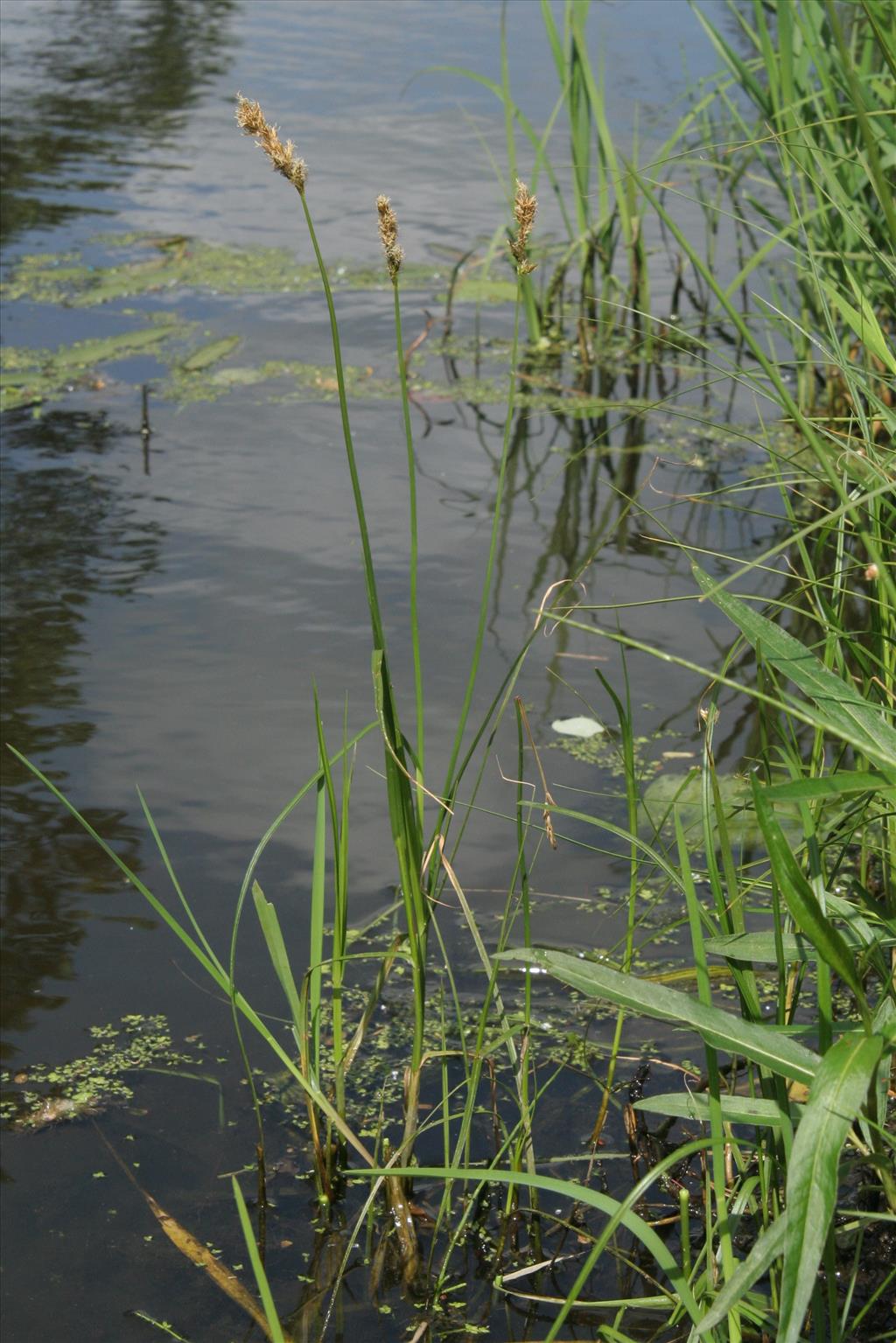 Carex disticha (door Willem Braam)