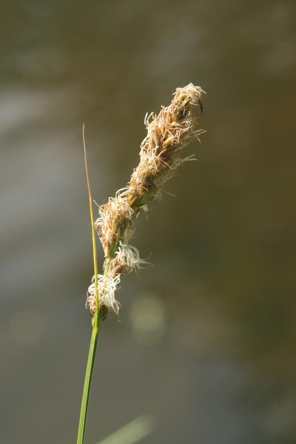 Carex disticha (door Willem Braam)