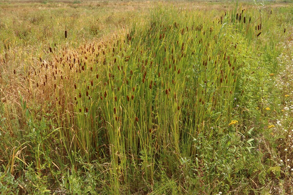 Typha laxmannii (door Willem Braam)