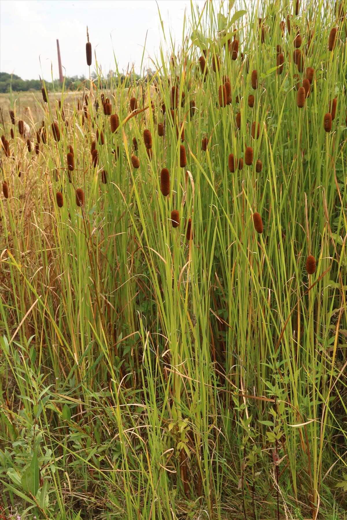 Typha laxmannii (door Willem Braam)