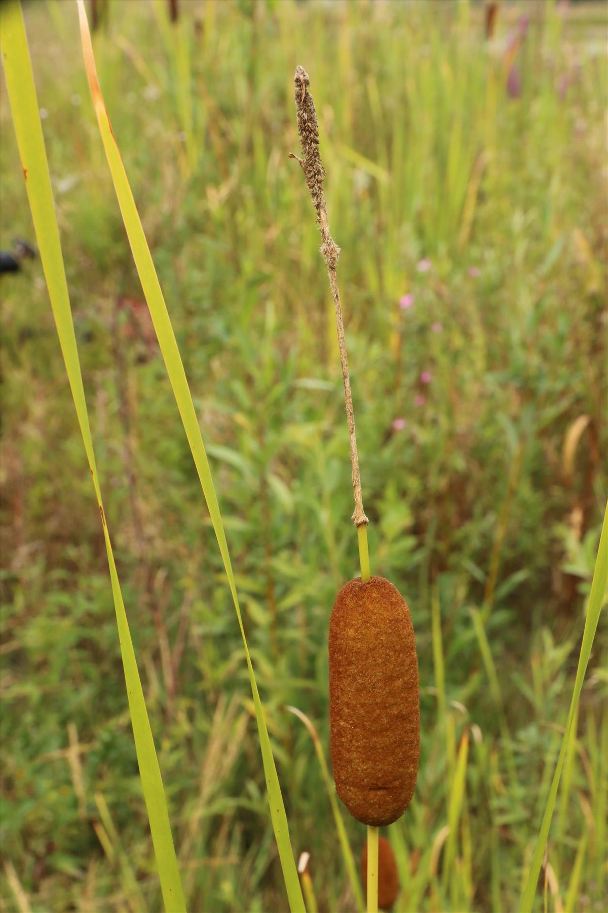 Typha laxmannii (door Willem Braam)