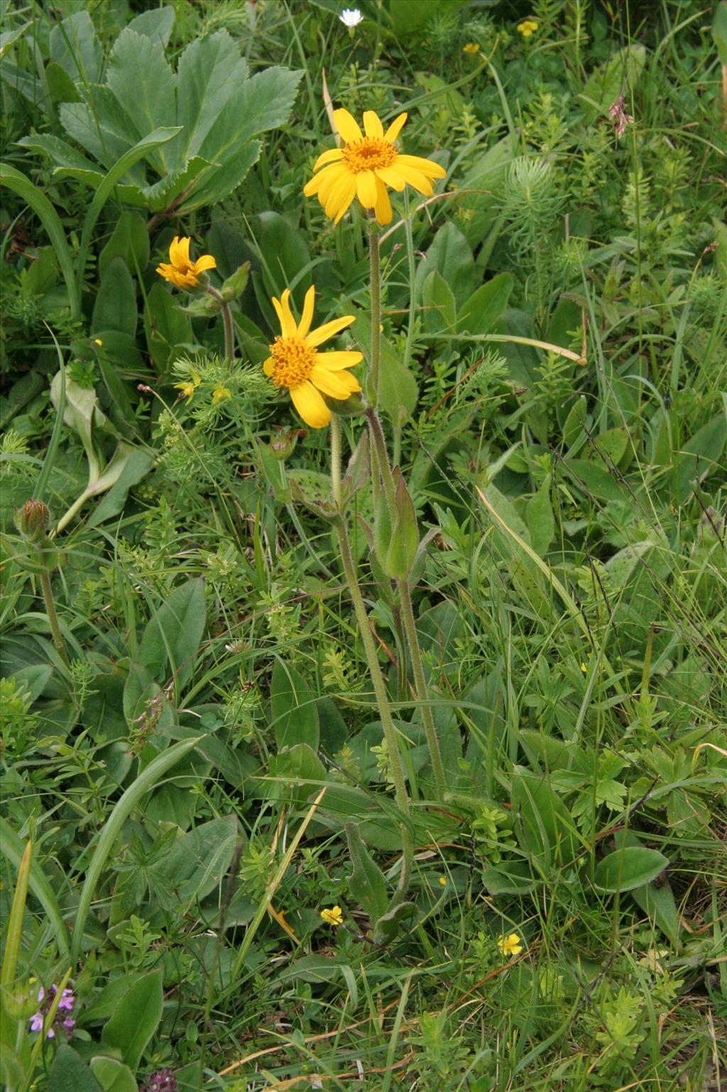 Arnica montana (door Willem Braam)