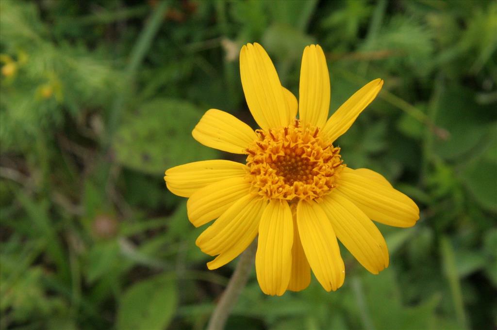 Arnica montana (door Willem Braam)