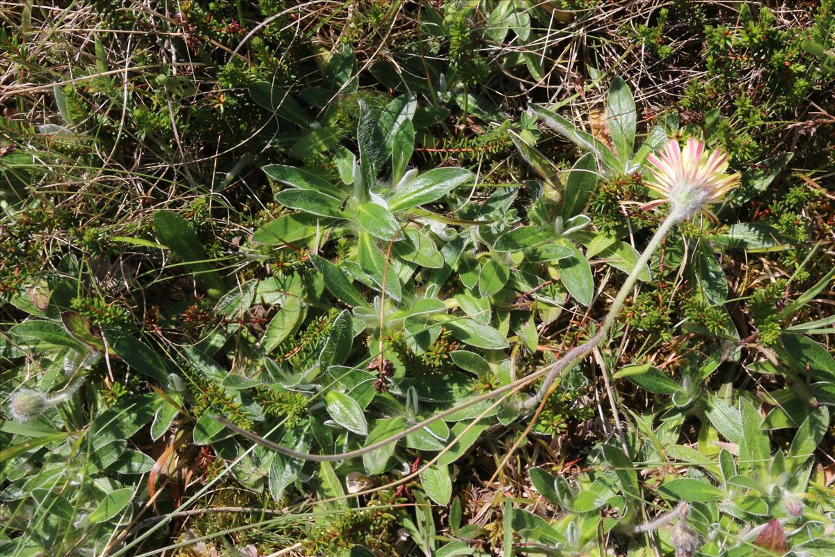 Pilosella peleteriana (door Willem Braam)