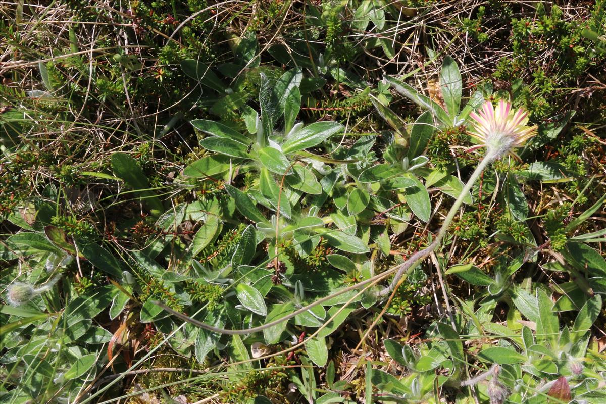 Pilosella peleteriana (door Willem Braam)