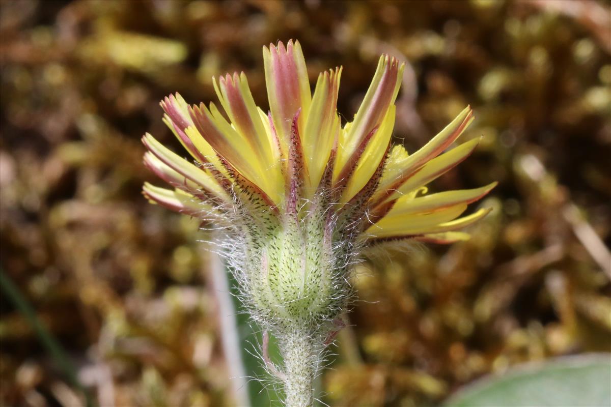 Pilosella peleteriana (door Willem Braam)