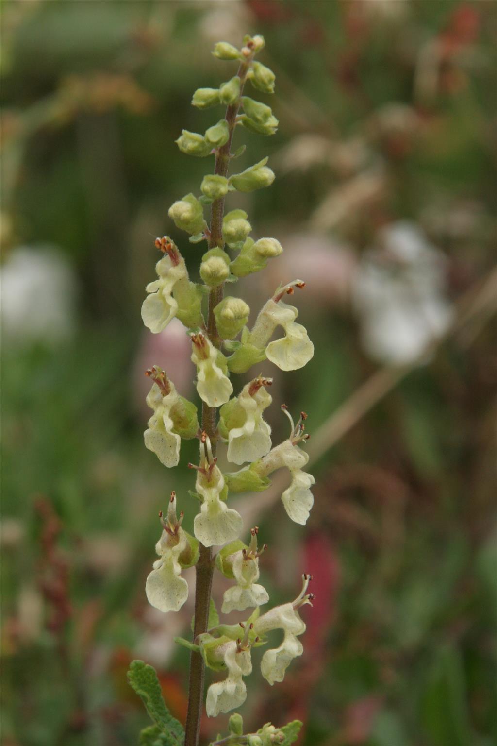 Teucrium scorodonia (door Willem Braam)