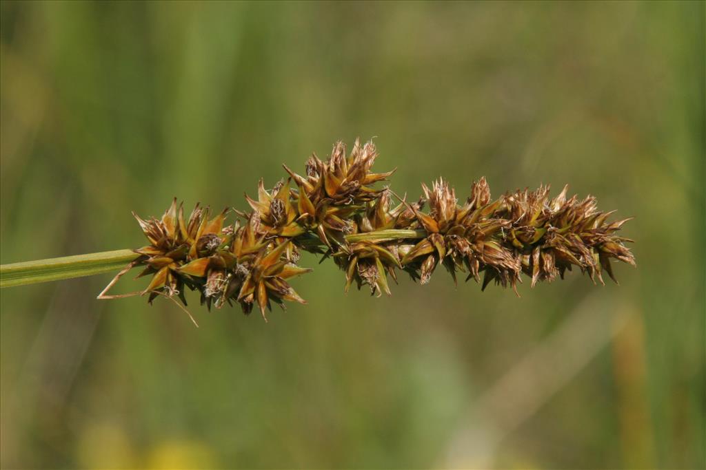 Carex otrubae (door Willem Braam)