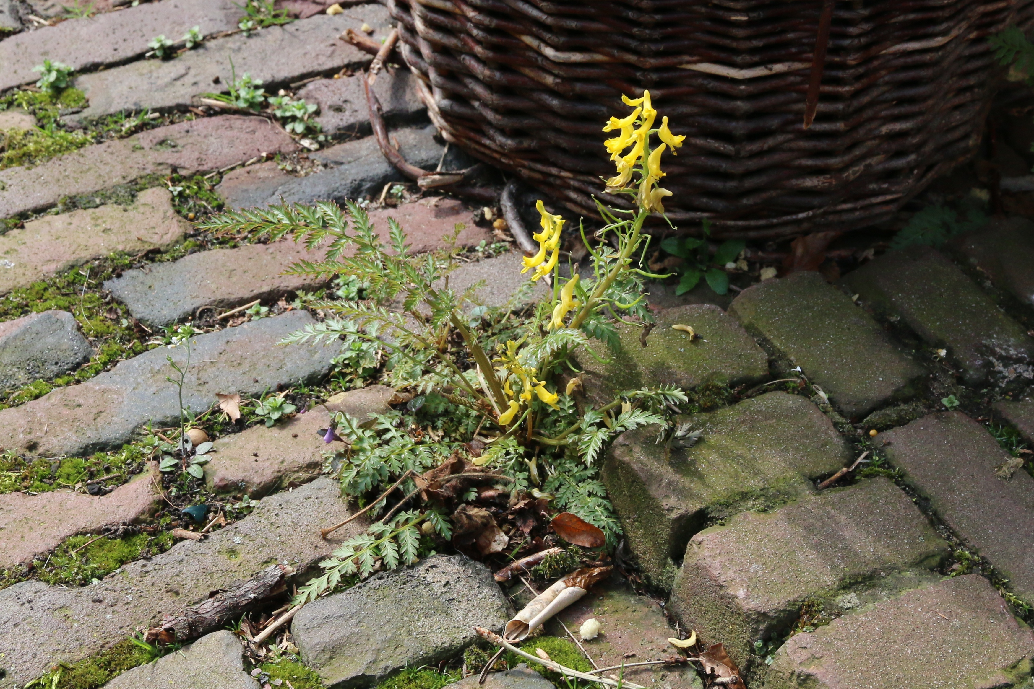 Corydalis cheilanthifolia (door Willem Braam)