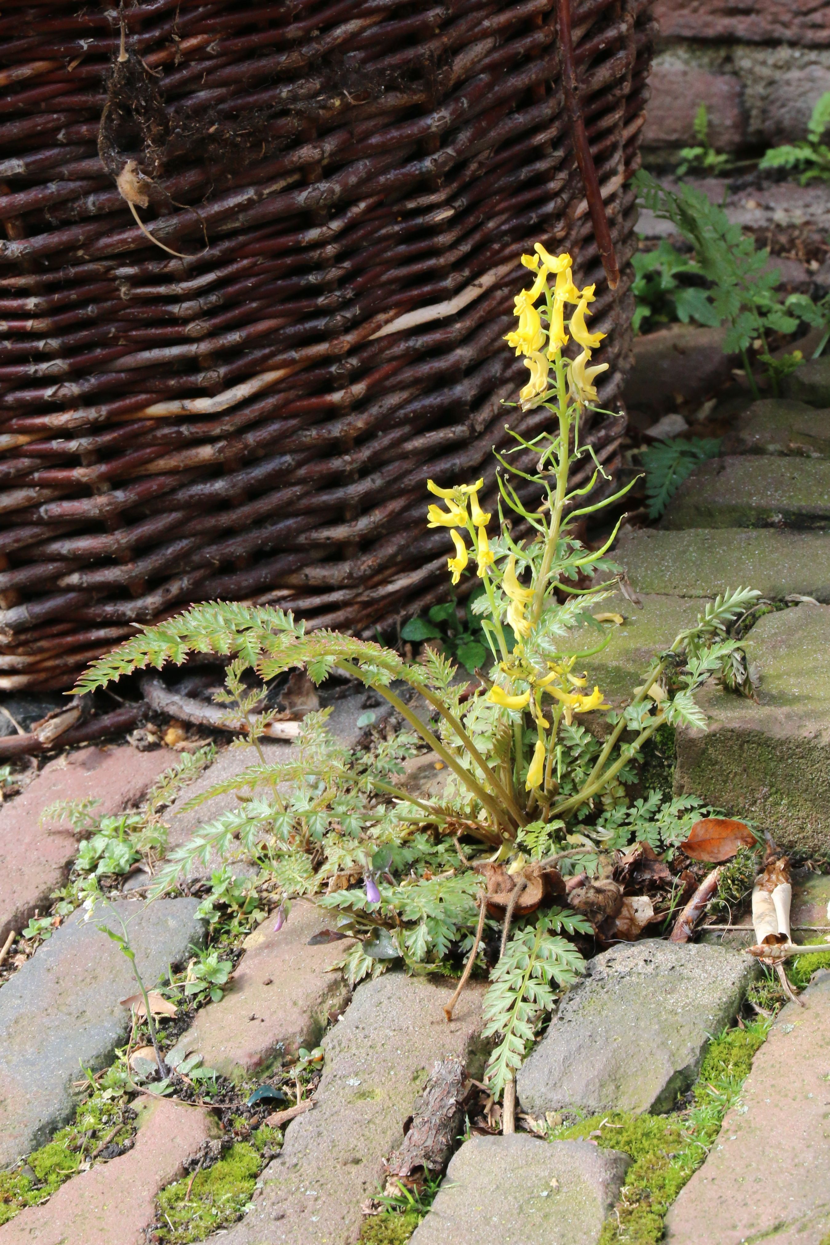 Corydalis cheilanthifolia (door Willem Braam)