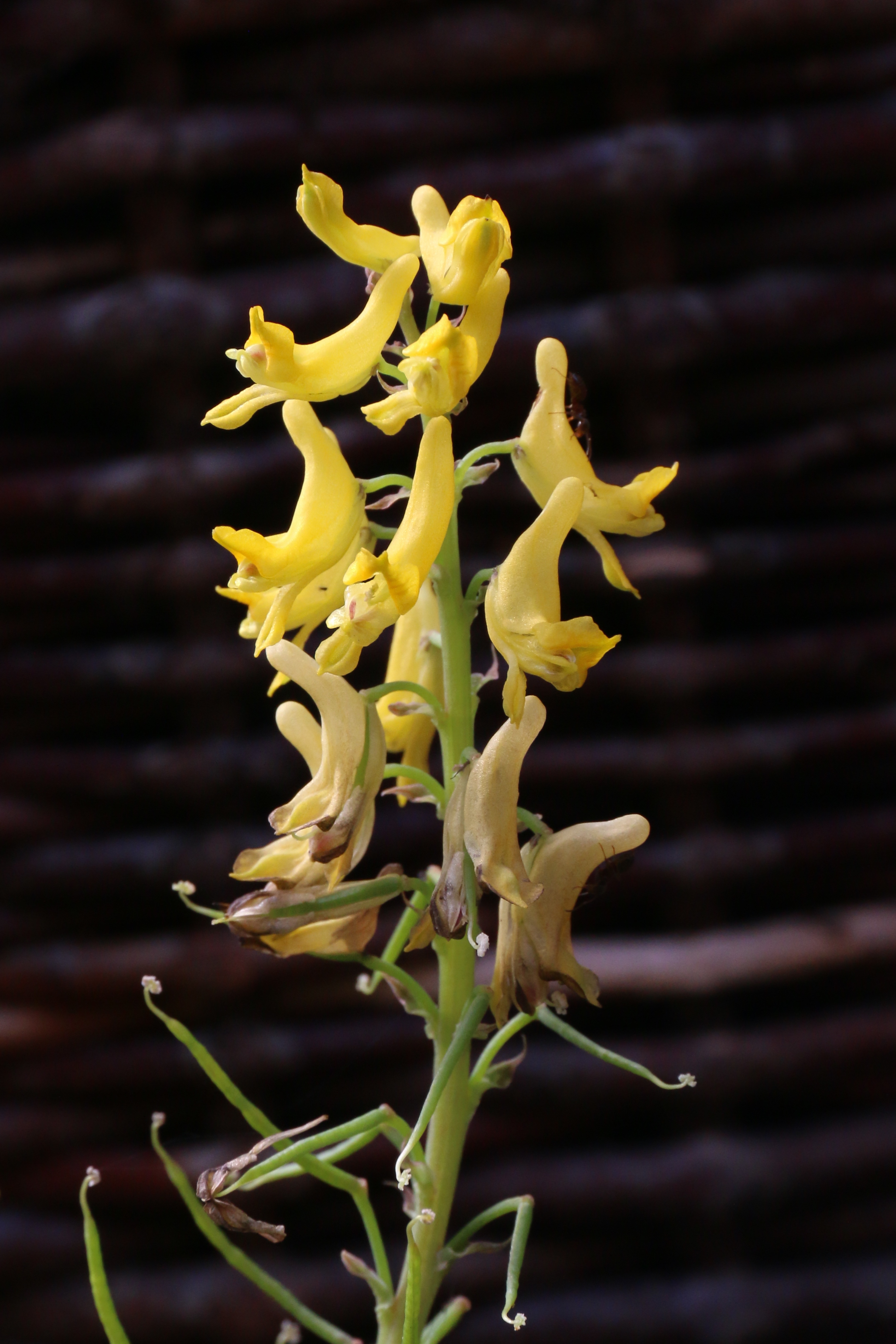 Corydalis cheilanthifolia (door Willem Braam)