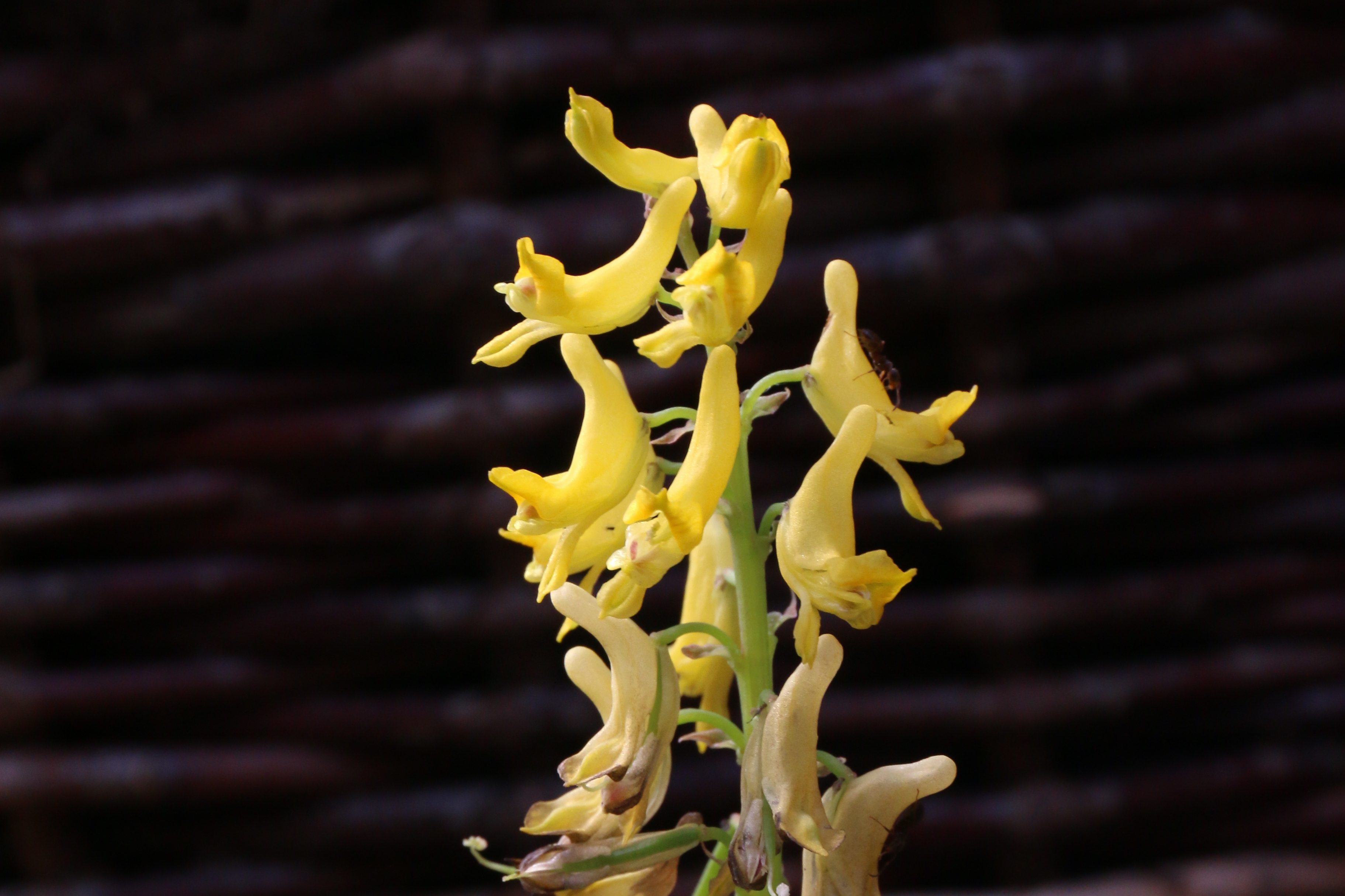 Corydalis cheilanthifolia (door Willem Braam)