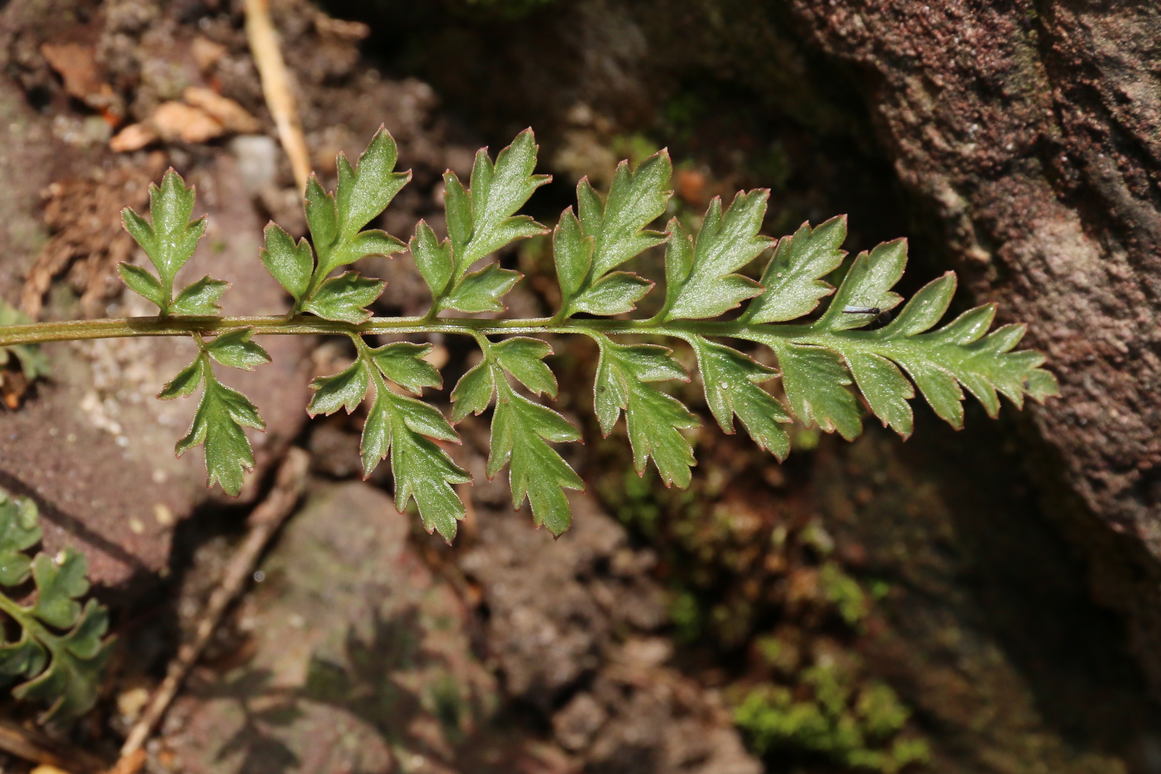 Corydalis cheilanthifolia (door Willem Braam)