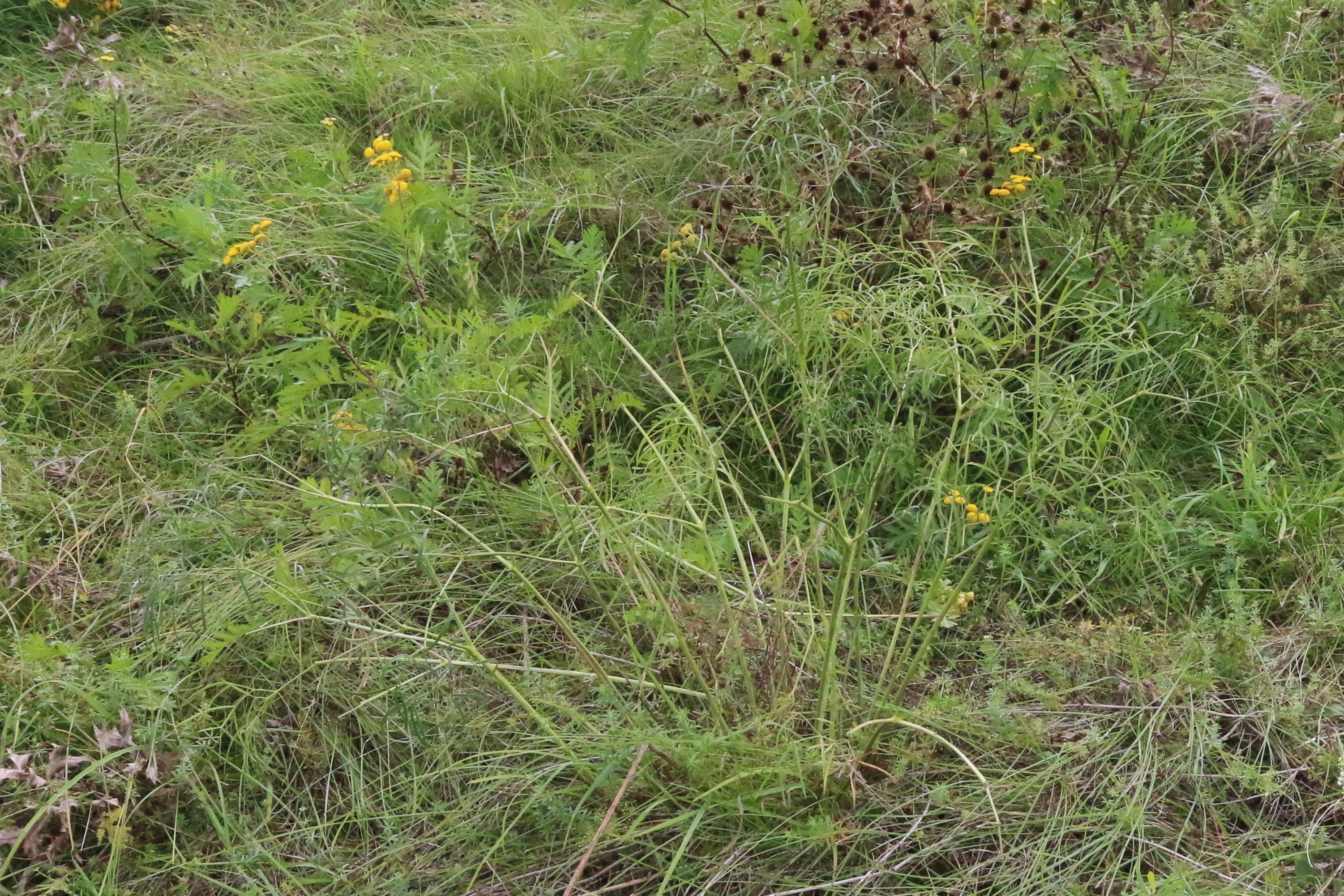 Peucedanum officinale (door Willem Braam)