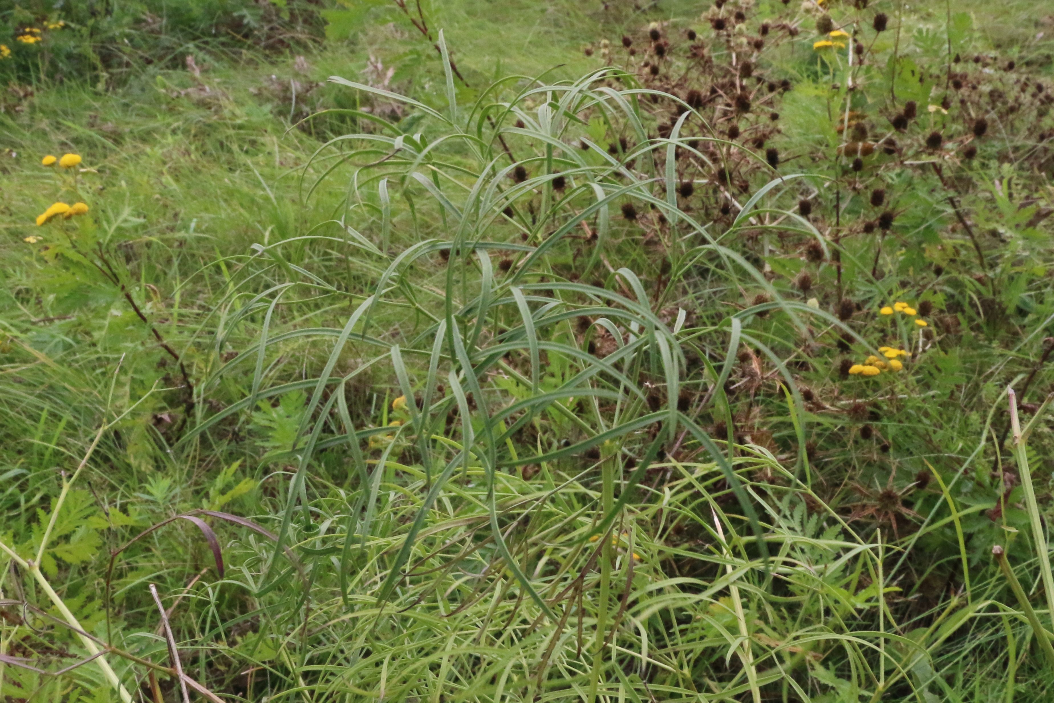 Peucedanum officinale (door Willem Braam)