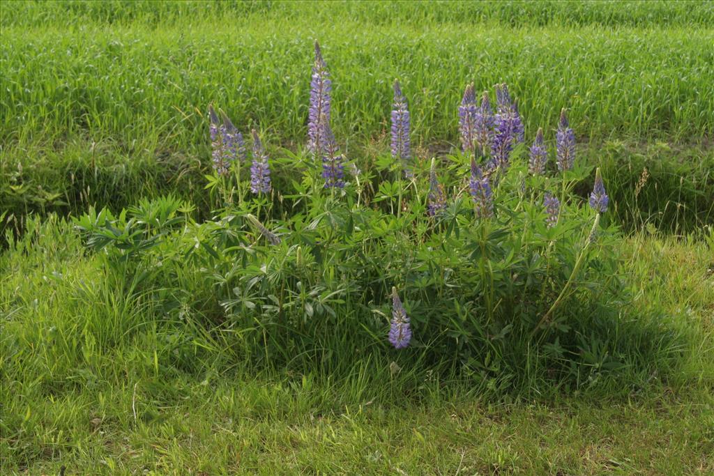 Lupinus polyphyllus (door Willem Braam)