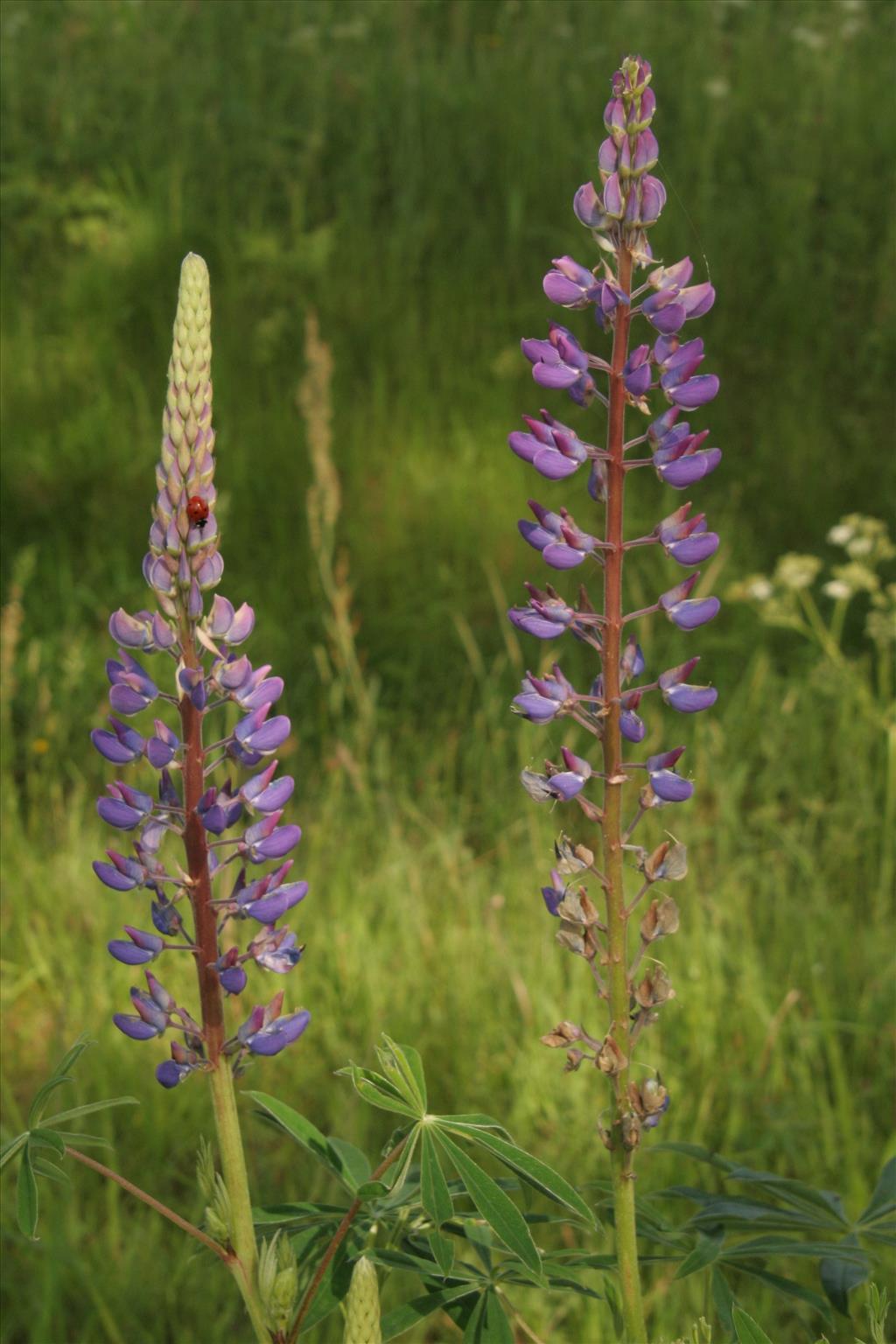 Lupinus polyphyllus (door Willem Braam)