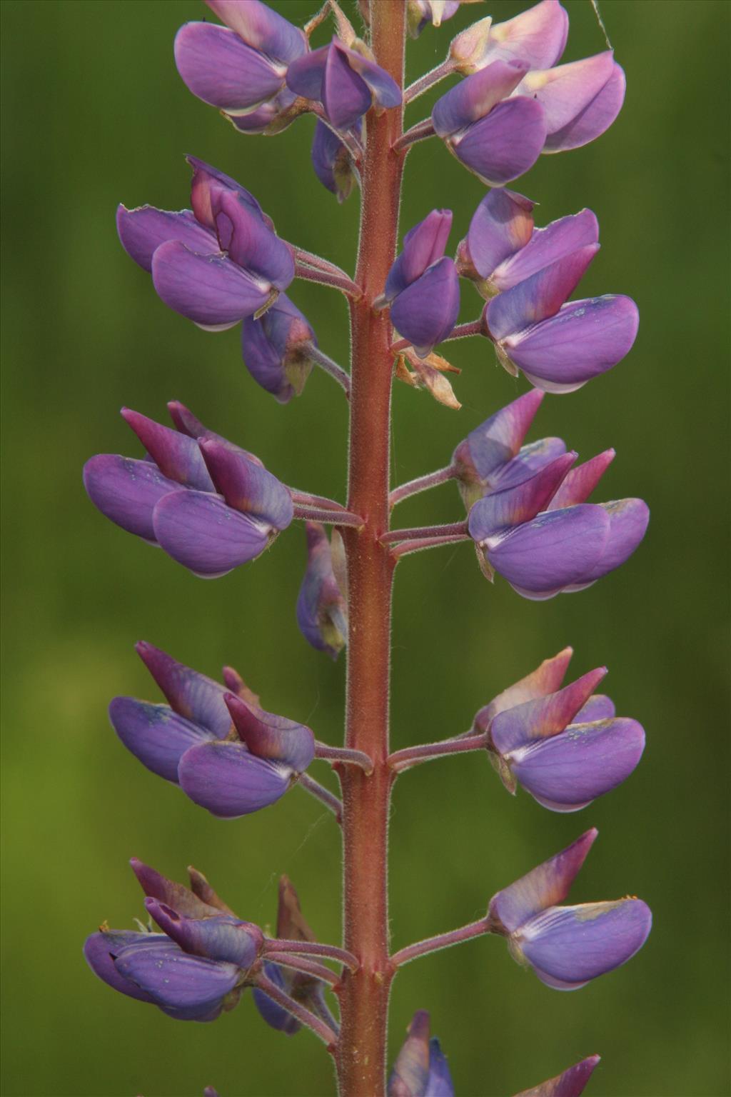 Lupinus polyphyllus (door Willem Braam)