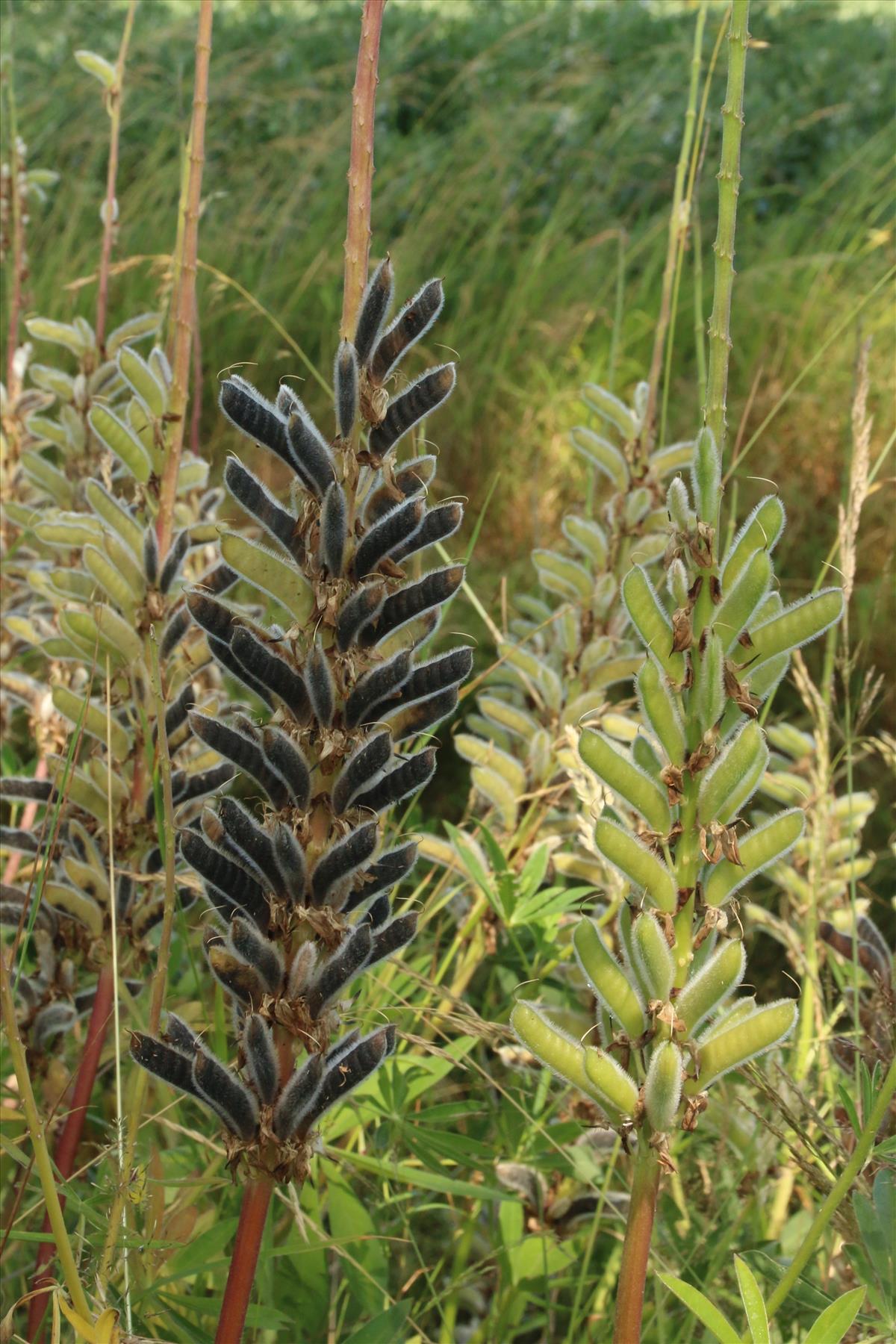 Lupinus polyphyllus (door Willem Braam)