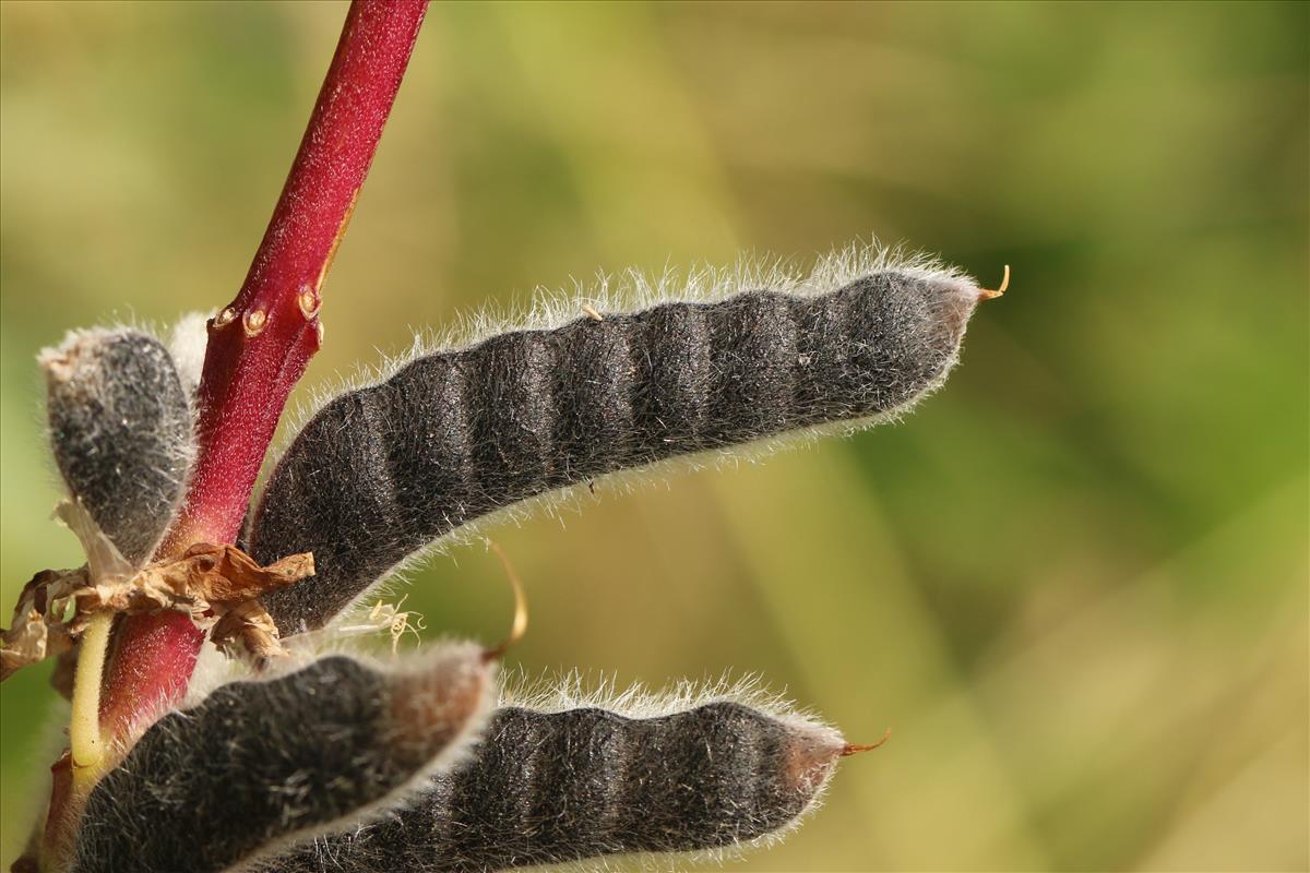 Lupinus polyphyllus (door Willem Braam)