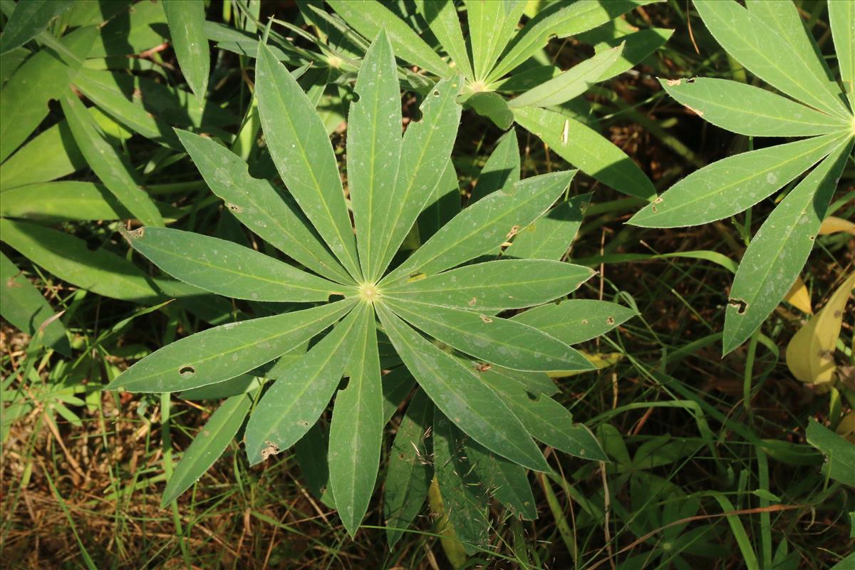 Lupinus polyphyllus (door Willem Braam)