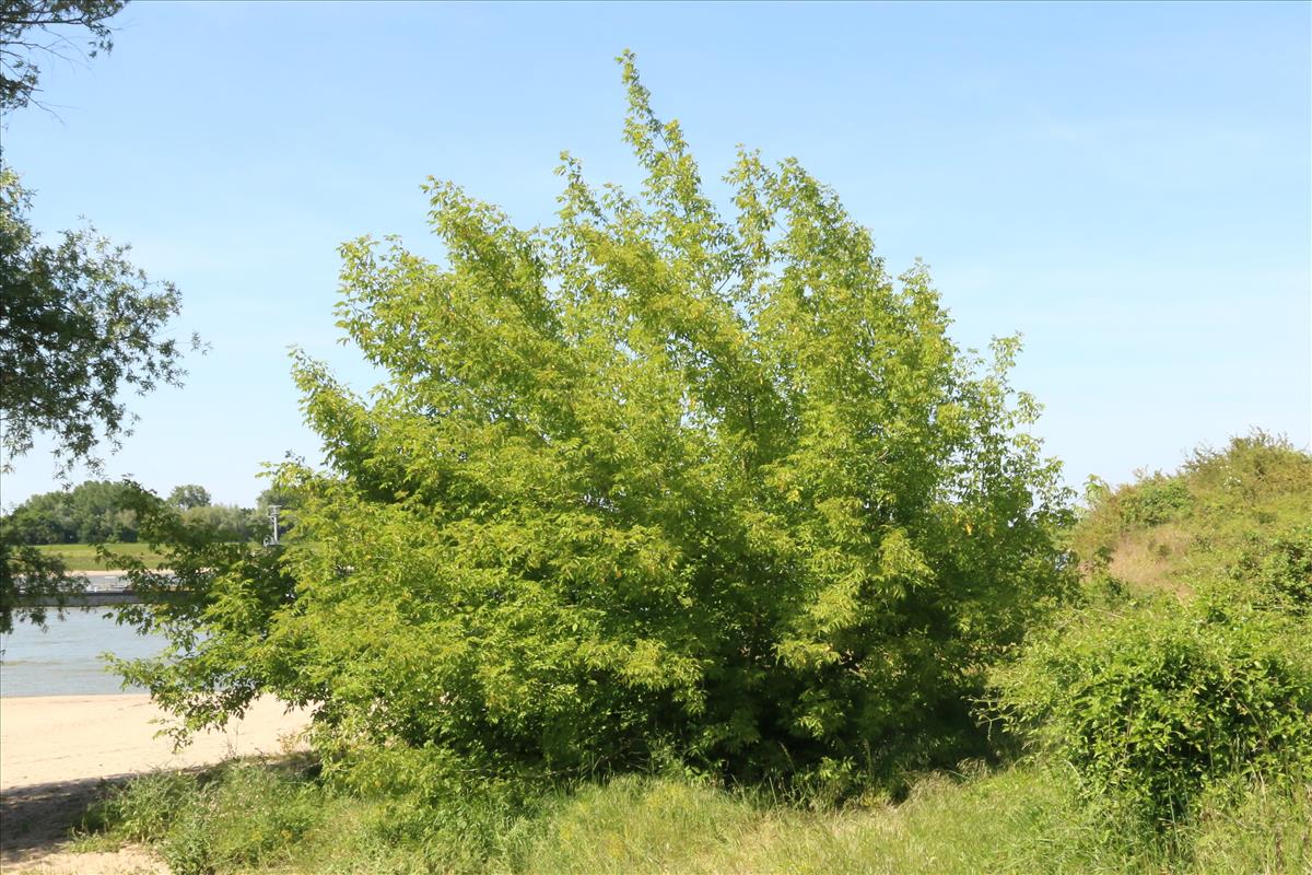 Acer negundo (door Willem Braam)