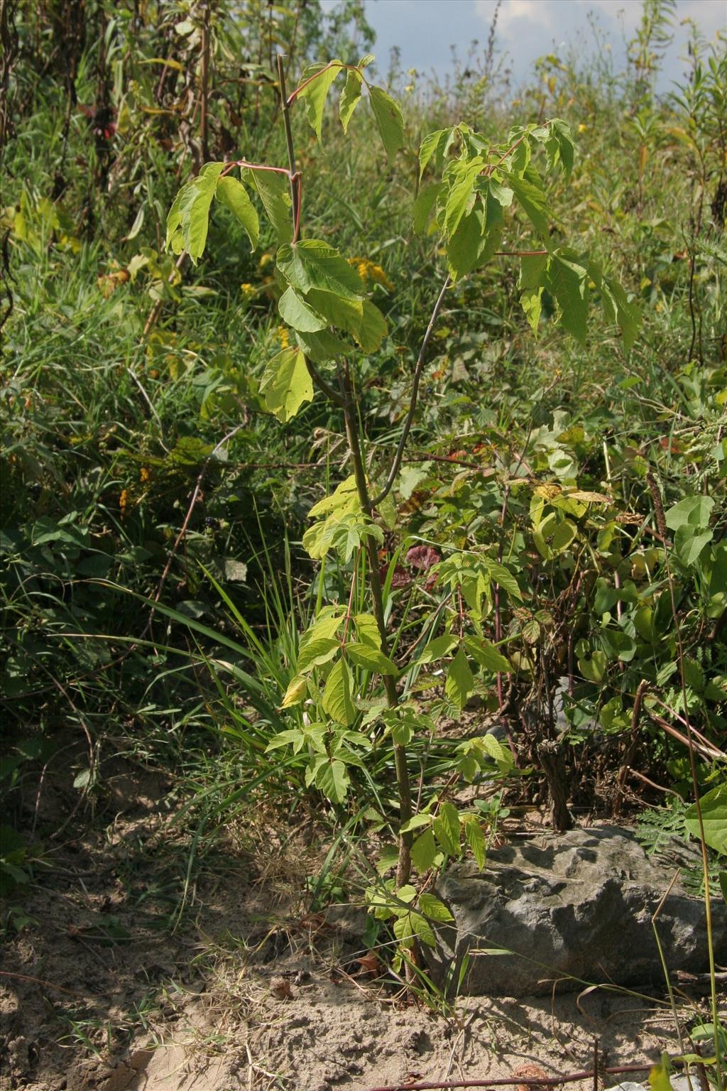 Acer negundo (door Willem Braam)