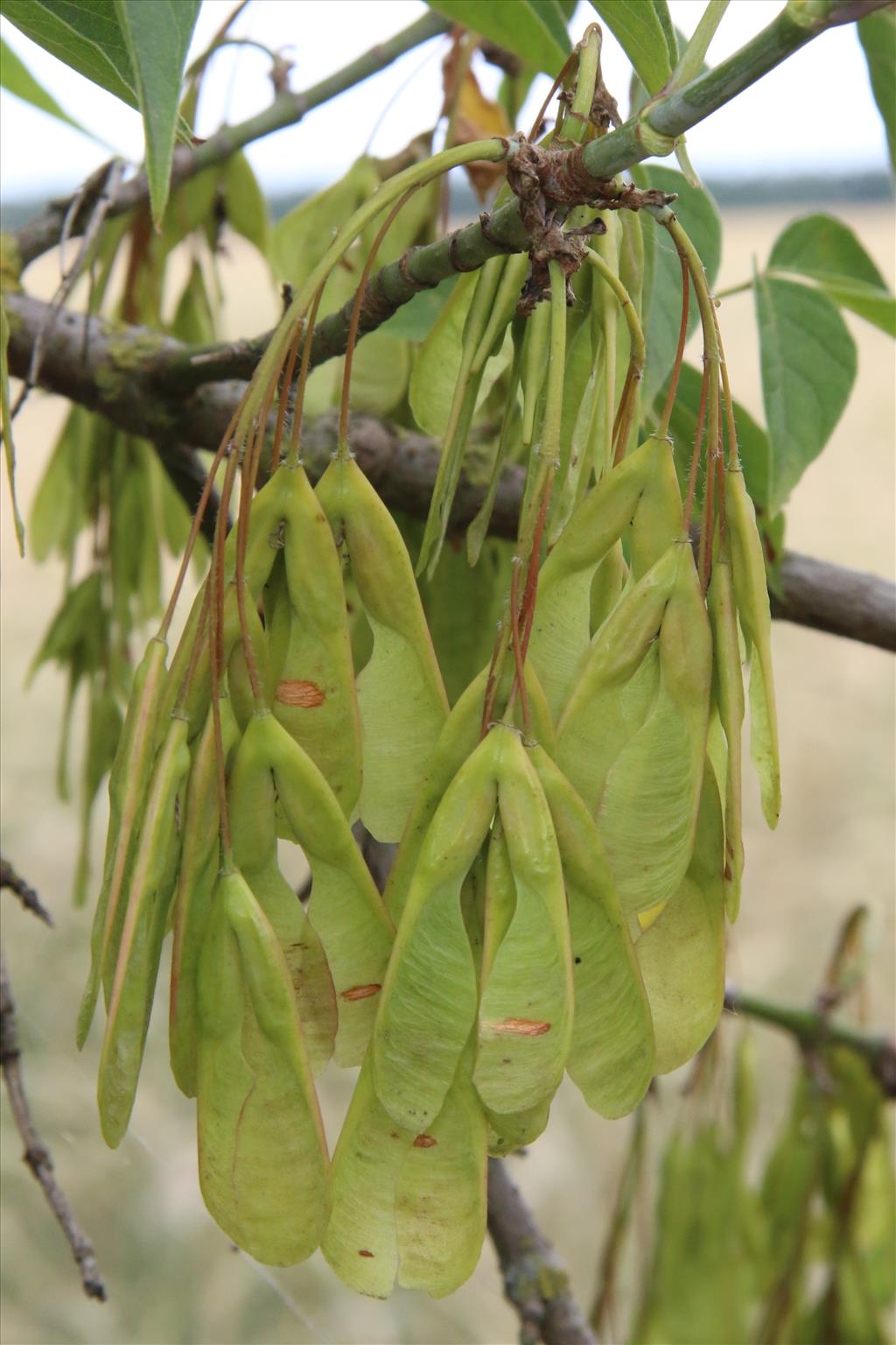 Acer negundo (door Willem Braam)