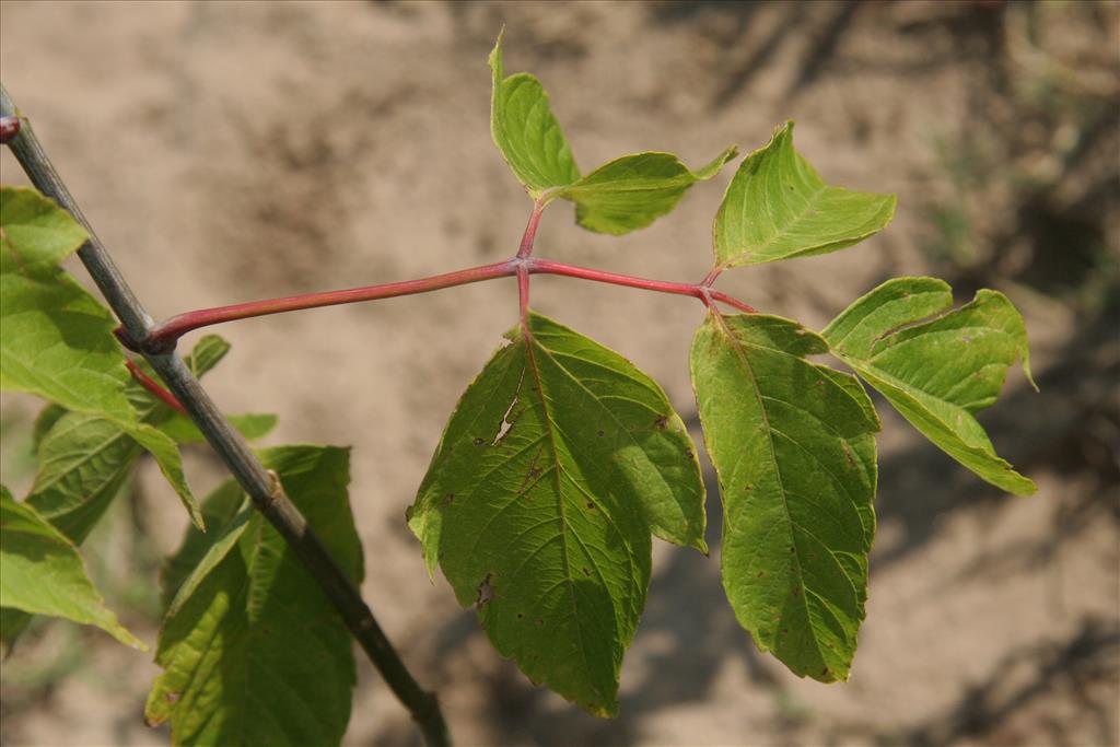 Acer negundo (door Willem Braam)