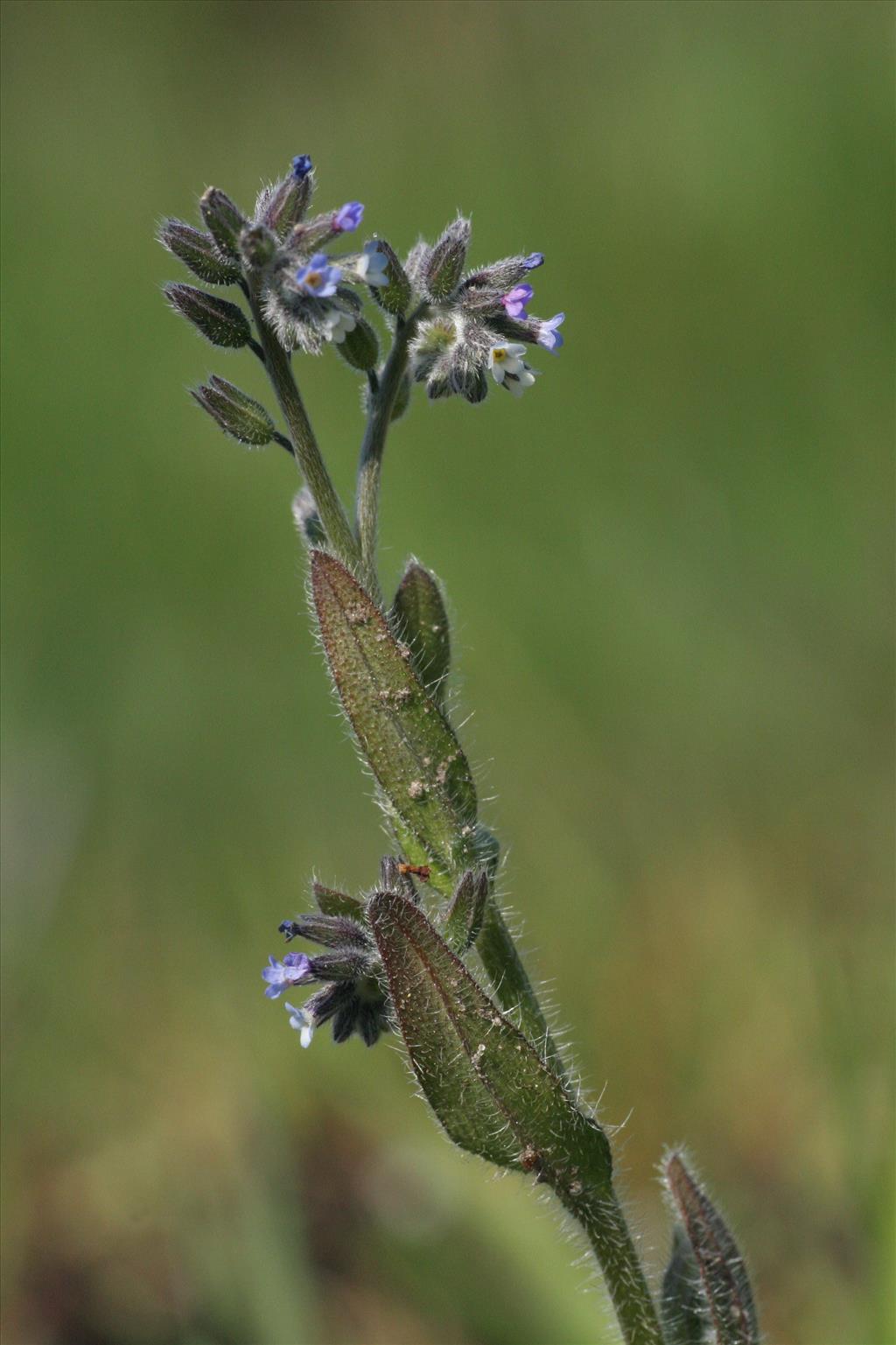 Myosotis discolor s.l. (door Willem Braam)