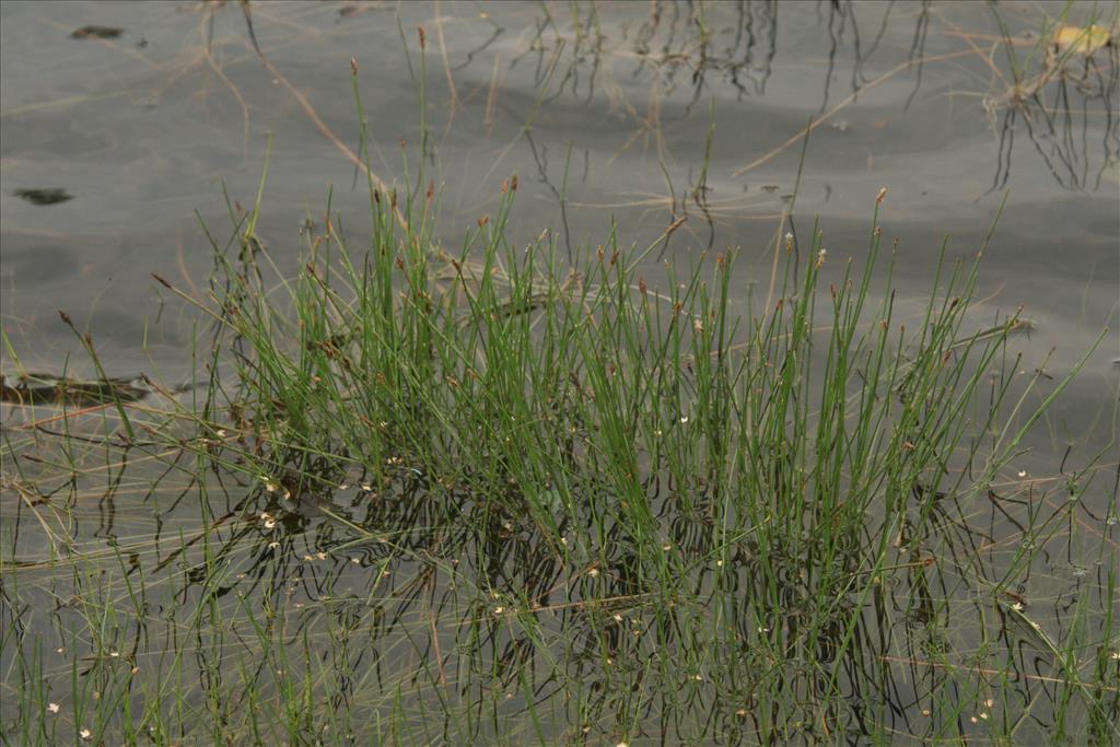 Eleocharis multicaulis (door Willem Braam)