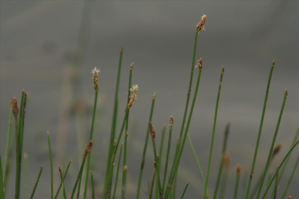 Eleocharis multicaulis (door Willem Braam)