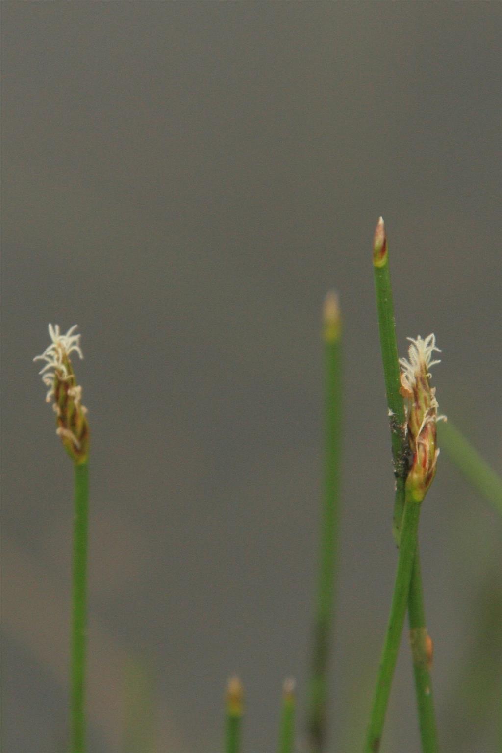 Eleocharis multicaulis (door Willem Braam)