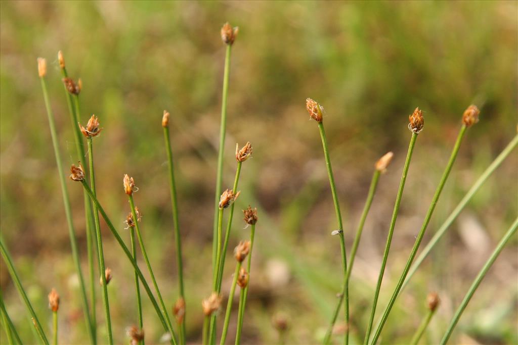 Trichophorum germanicum (door Willem Braam)