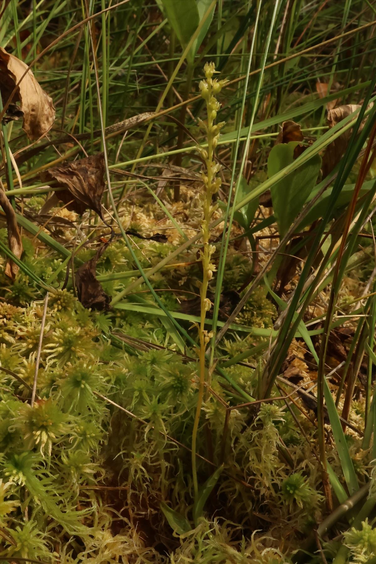 Hammarbya paludosa (door Willem Braam)