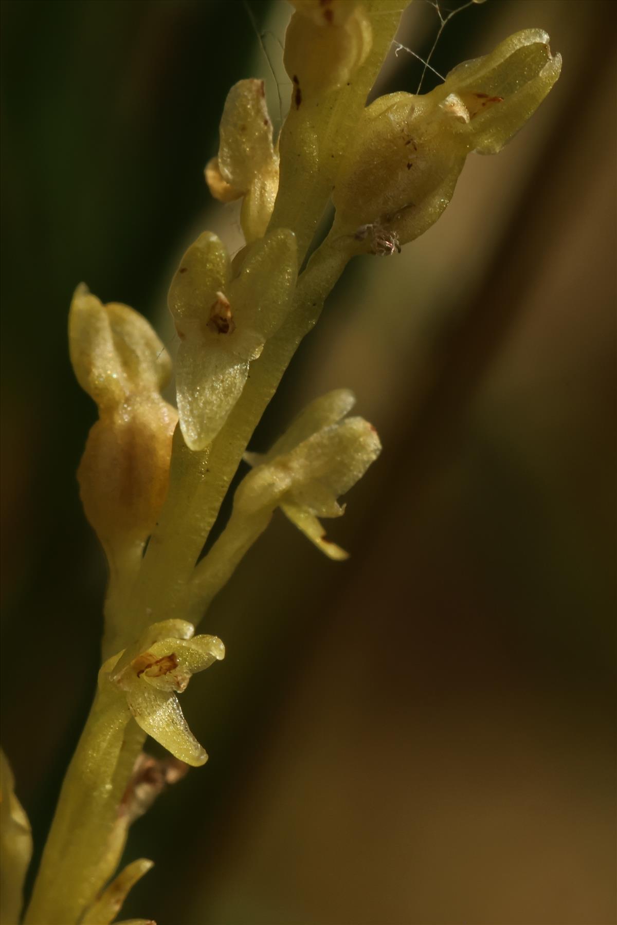 Hammarbya paludosa (door Willem Braam)
